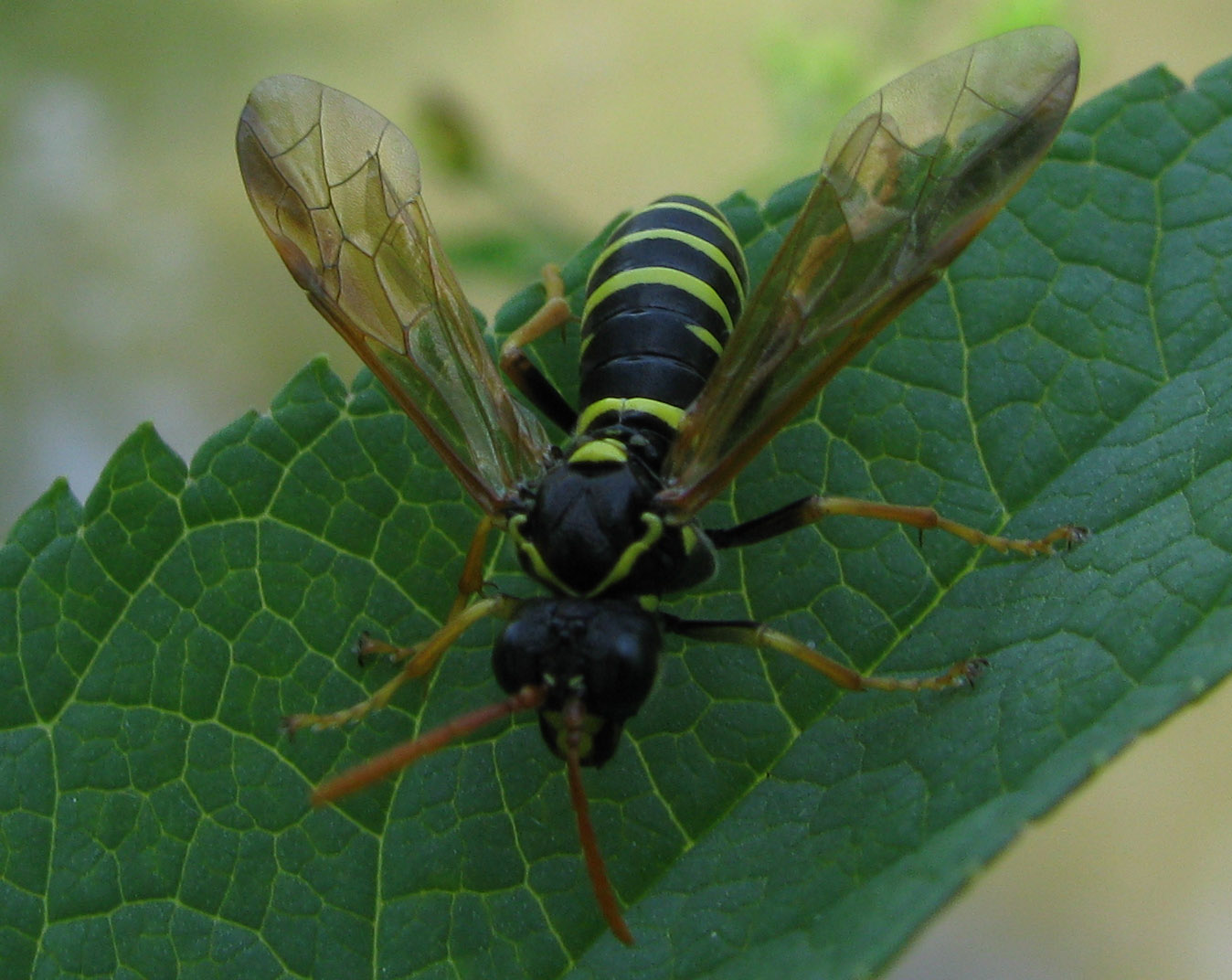 Tenthredinidae